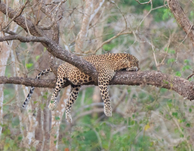 Lijeni leopard