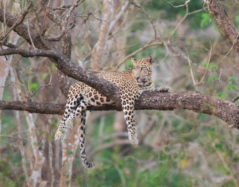 Lijeni leopard