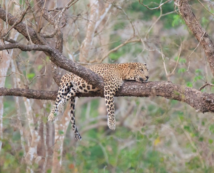 Lijeni leopard