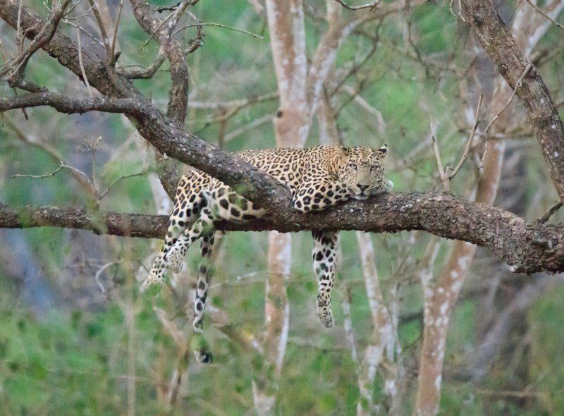 Lijeni leopard