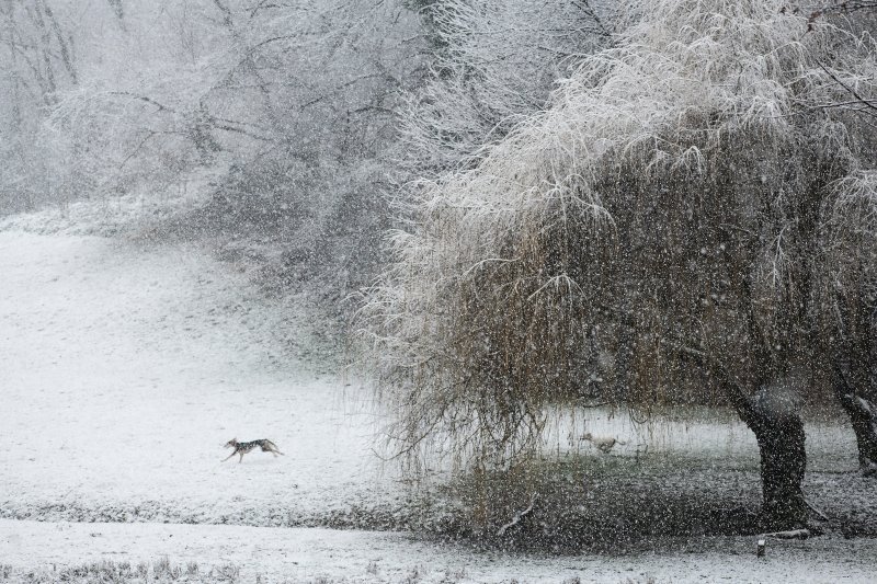 Prvi ovogodišnji snijeg zabijelio je Maksimir