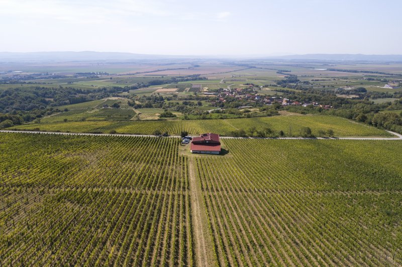 Vinogradi Enjingi