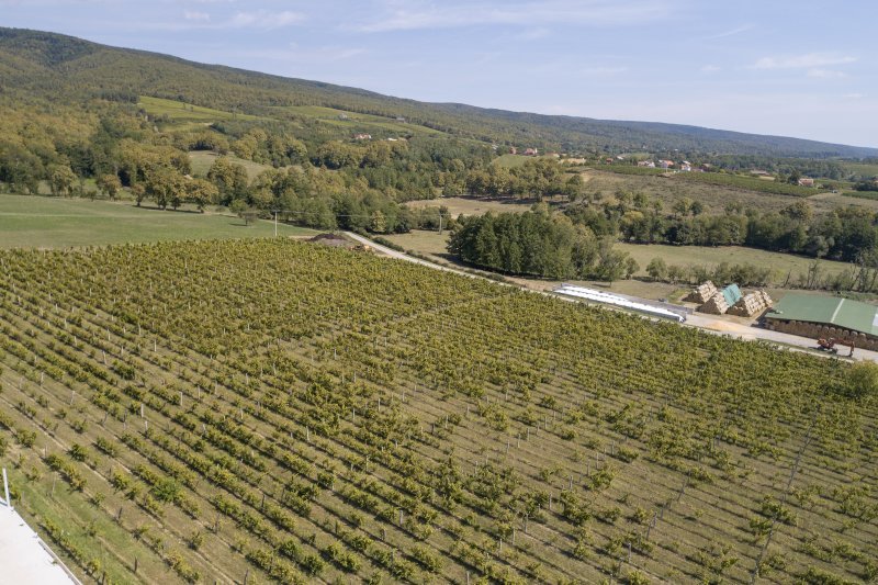 Vinogradi Enjingi