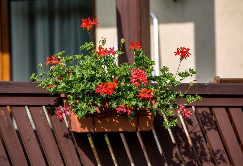 Pelargonija