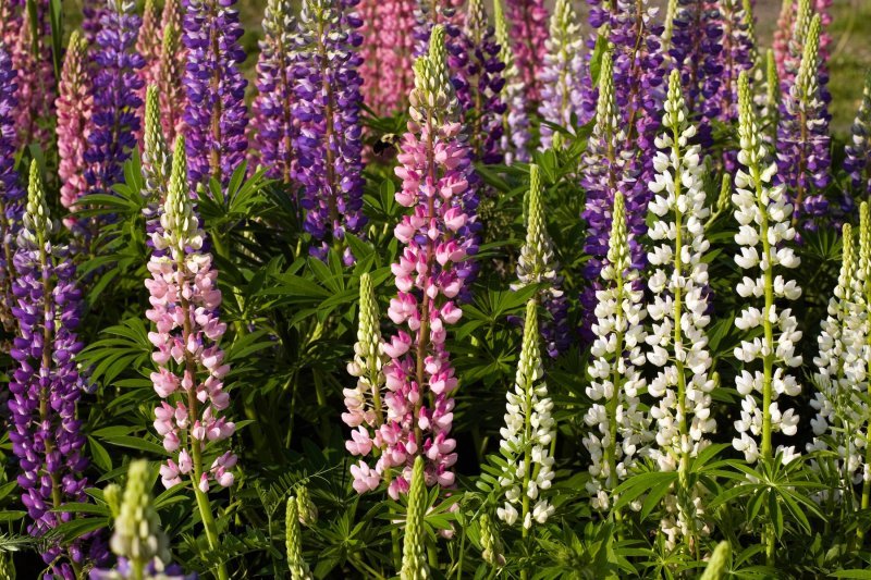 Vučika (Lupinus)