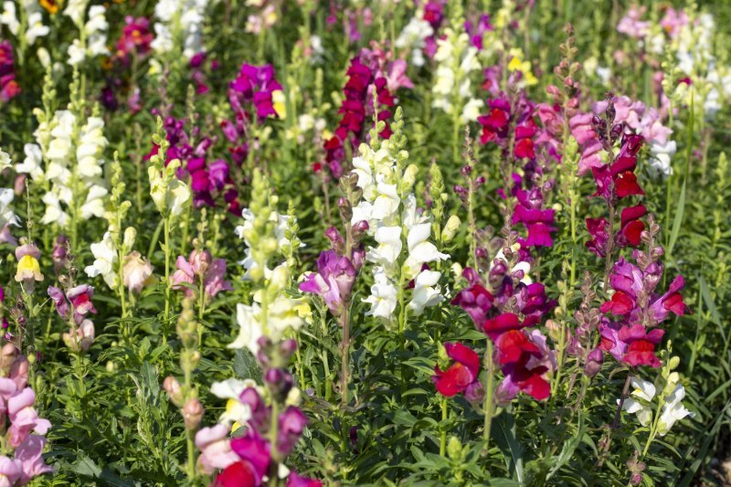 Zijevalica (Antirrhinum majus)