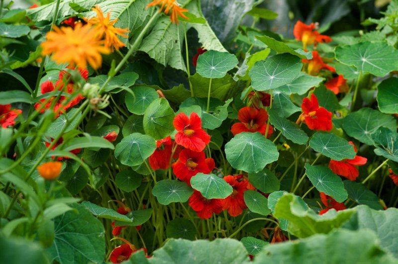 Potočarka (Nasturtium officinale)