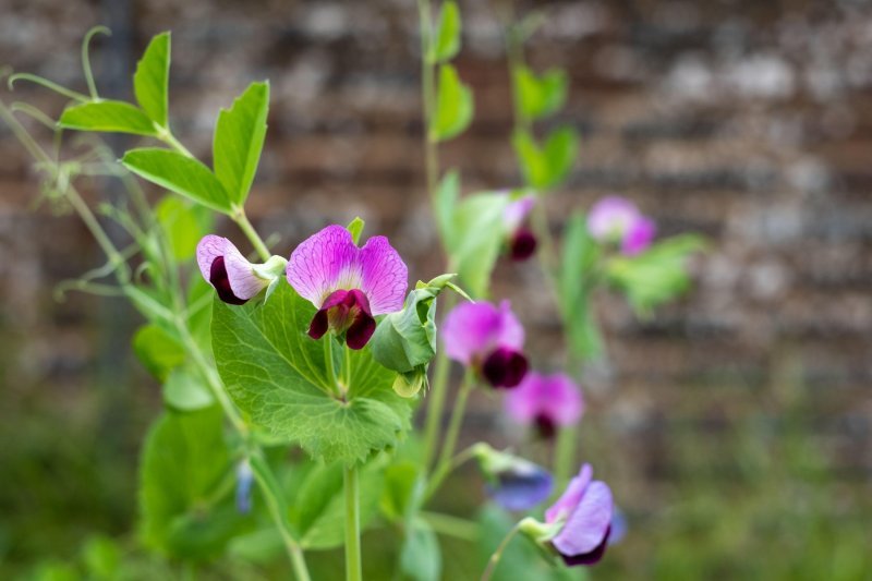 Mirisna grahorica, slatki grašak (Lathyrus odoratus)