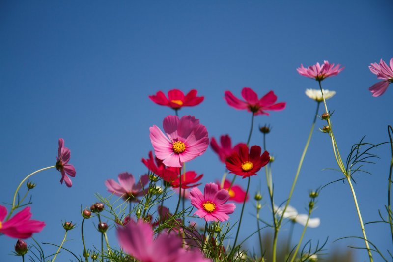 Uresnica (Cosmos bipinnatus)