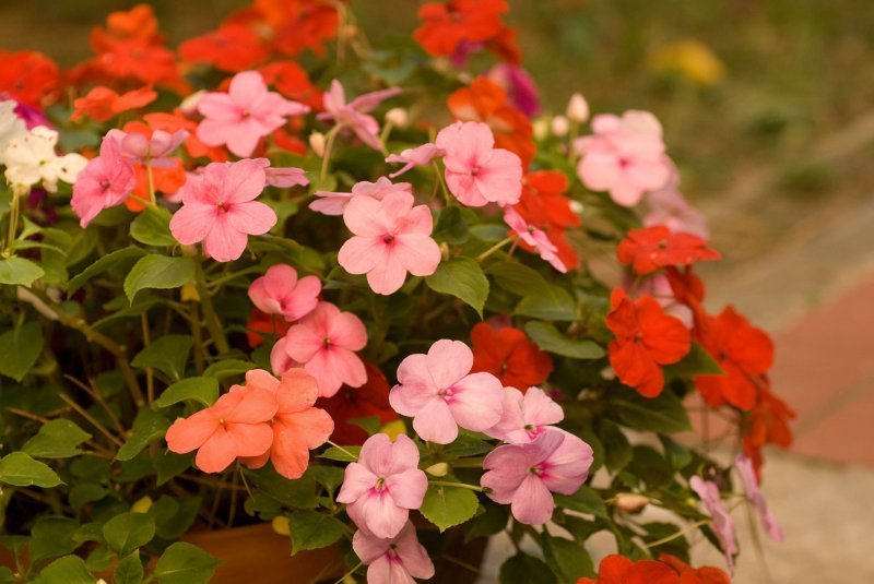 Nedirak (Impatiens)