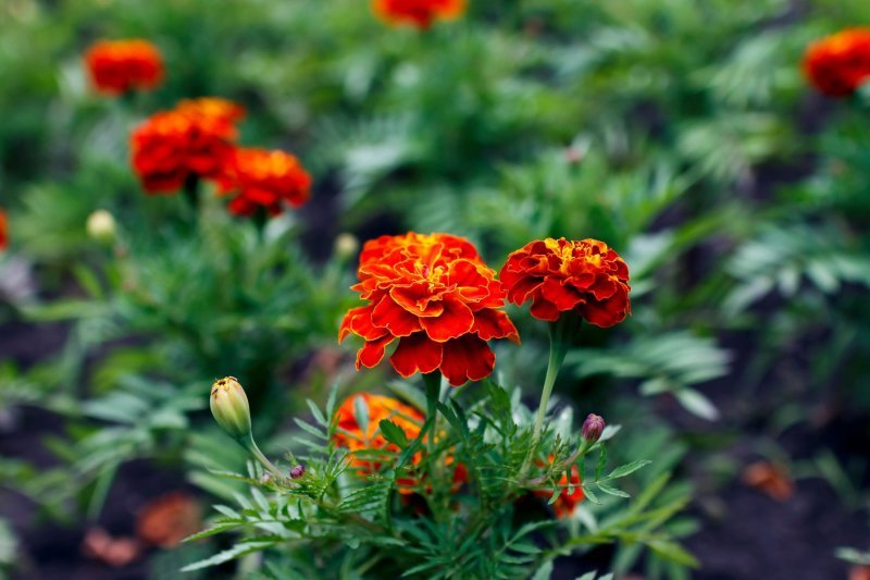 Neven (Calendula officinalis)