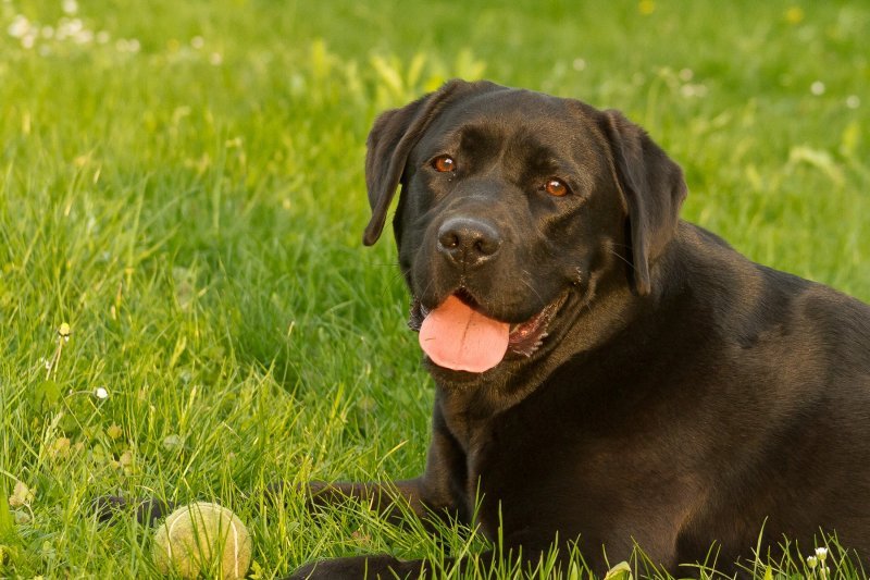 Labrador