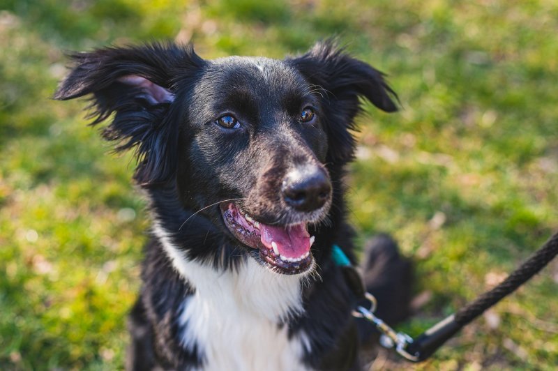 Border collie