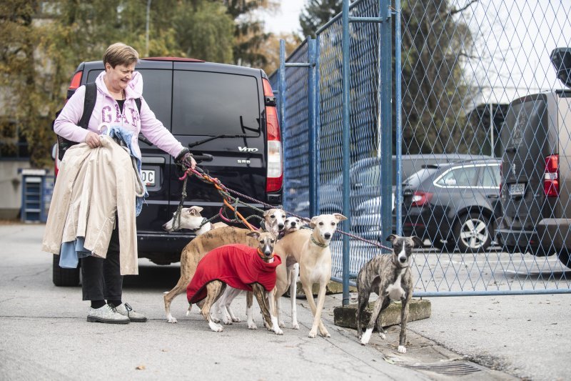 Međunarodna izložba pasa CACIB Zagreb