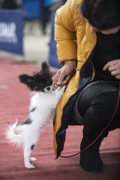 Međunarodna izložba pasa CACIB Zagreb