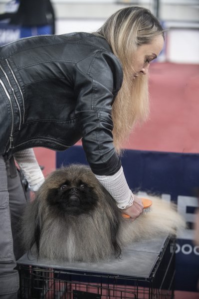 Međunarodna izložba pasa CACIB Zagreb