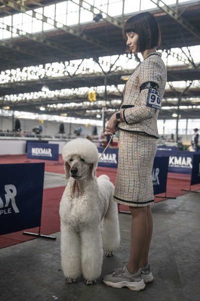 Međunarodna izložba pasa CACIB Zagreb