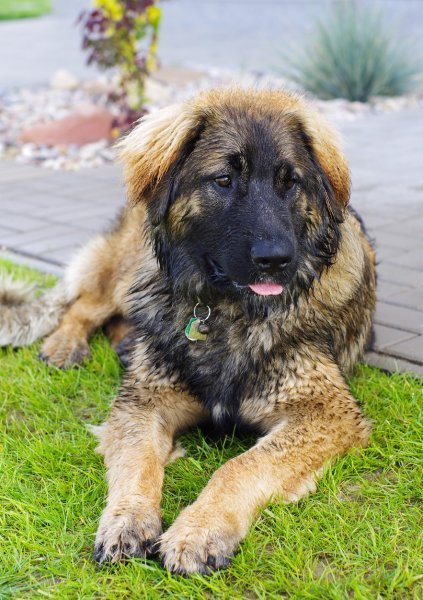 Leonberger