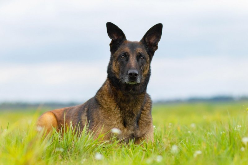 Belgijski ovčar Malinois