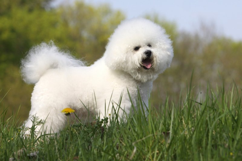 Kovrčavi bišon (Bichon frise)