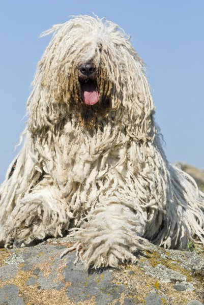 Komondor