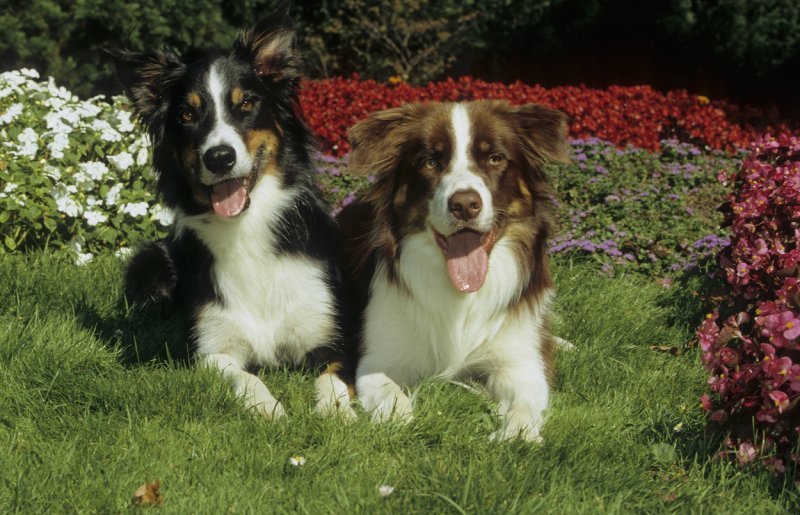 Graničarski škotski ovčar (Border collie)