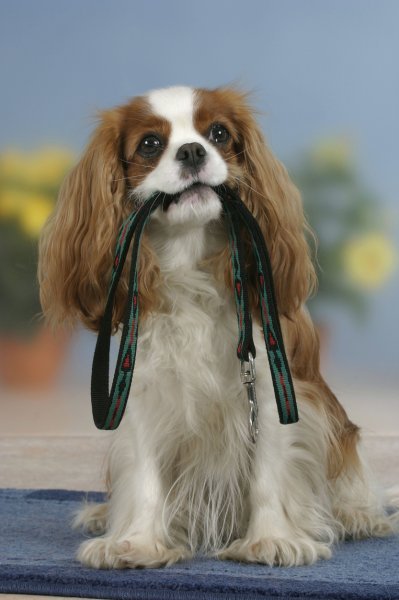 Cavalier King Charles španijel