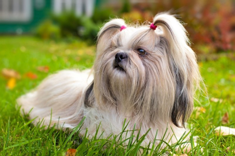 Ši-cu (Shih Tzu)