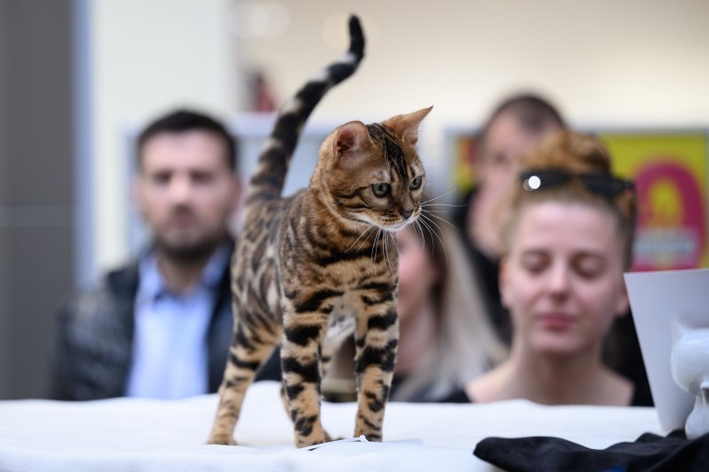 Međunarodna izložba mačaka u Zagrebu