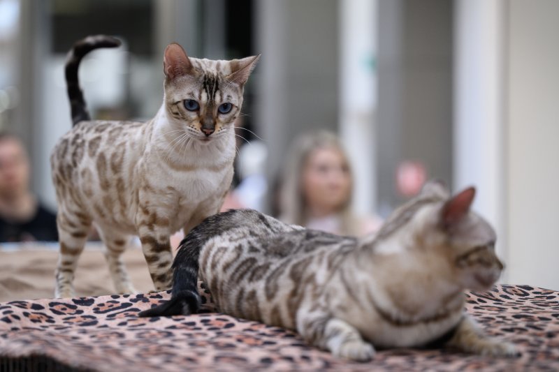 Međunarodna izložba mačaka u Zagrebu