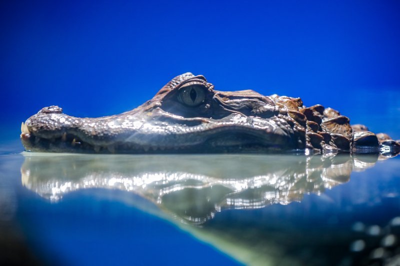 Obnovljeni pulski Aquarium