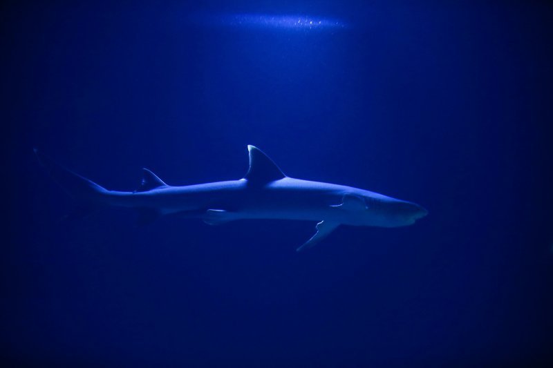 Obnovljeni pulski Aquarium