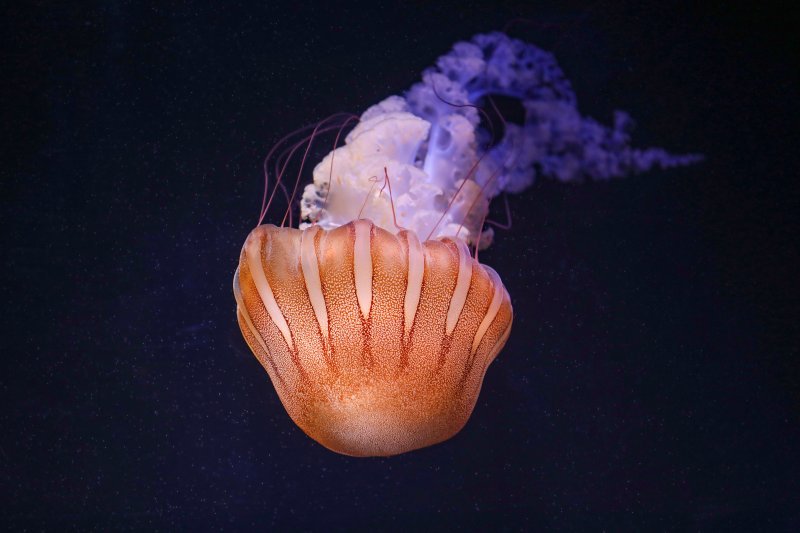 Obnovljeni pulski Aquarium