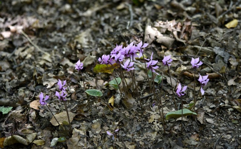 Plitvička jezera