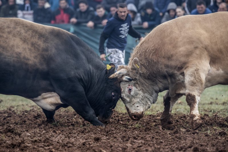 Korida u Dicmu