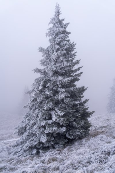 Snijeg na Zavižanu