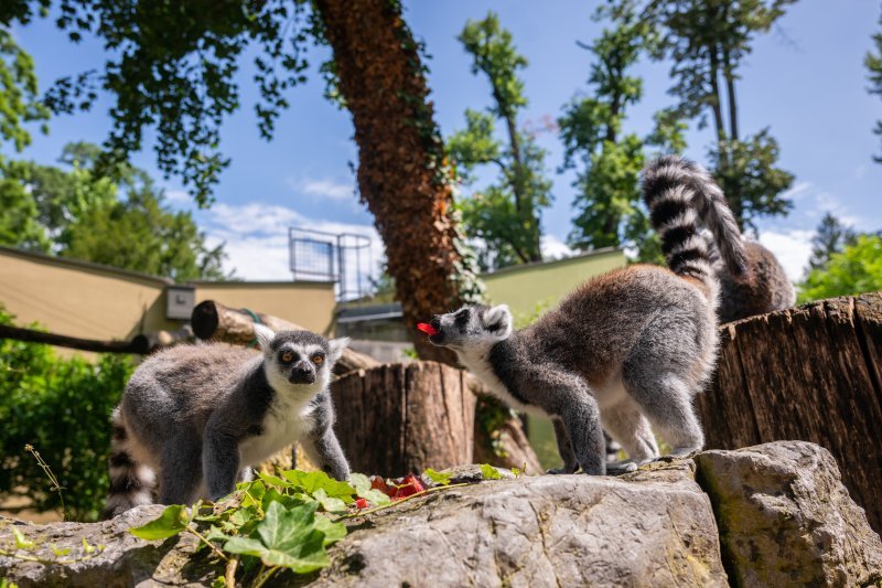 Svečano obilježavanje 100. obljetnice osnutka Zoološkog vrta Grada Zagreba. Lemuri se slade voćem.