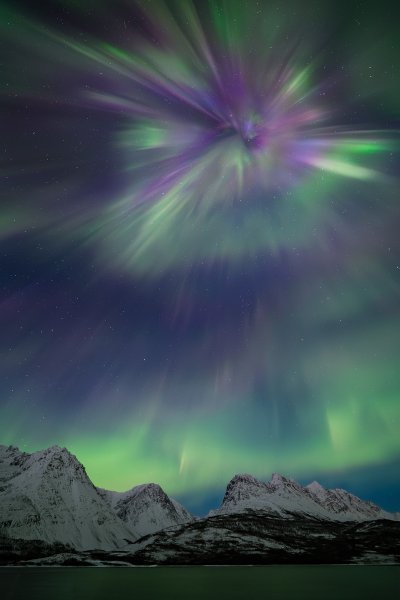 Kategorija Aurore: The Arctic Flower