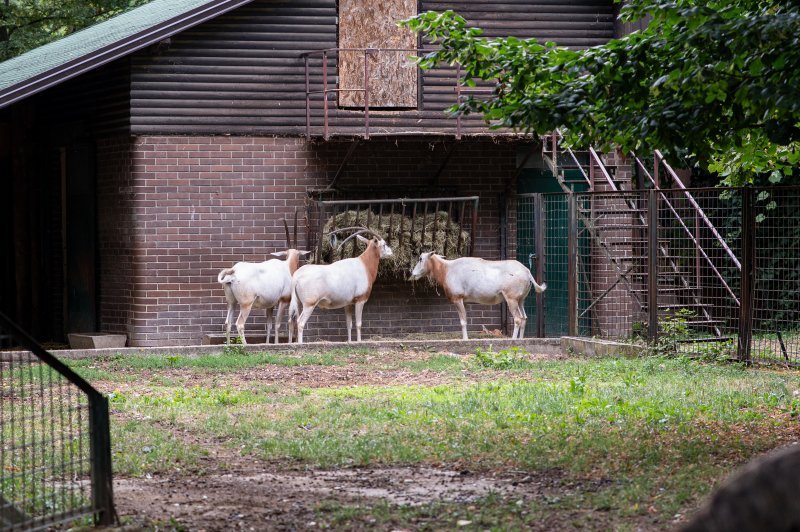 U Zoološki vrt Zagreb stigla mala oriksica