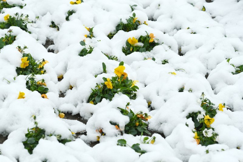 Pao je snijeg u Sisku, cvijeće je pod mrazom