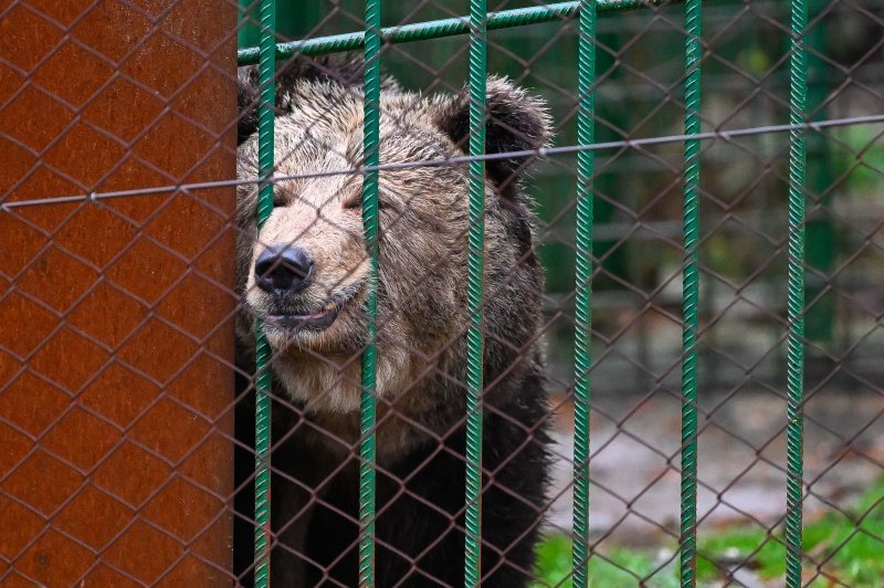 Medvjedica Mici provela je  život u kavezu iza restorana u Sloveniji, ali sada odlazi u Austriju nakon što je spašena