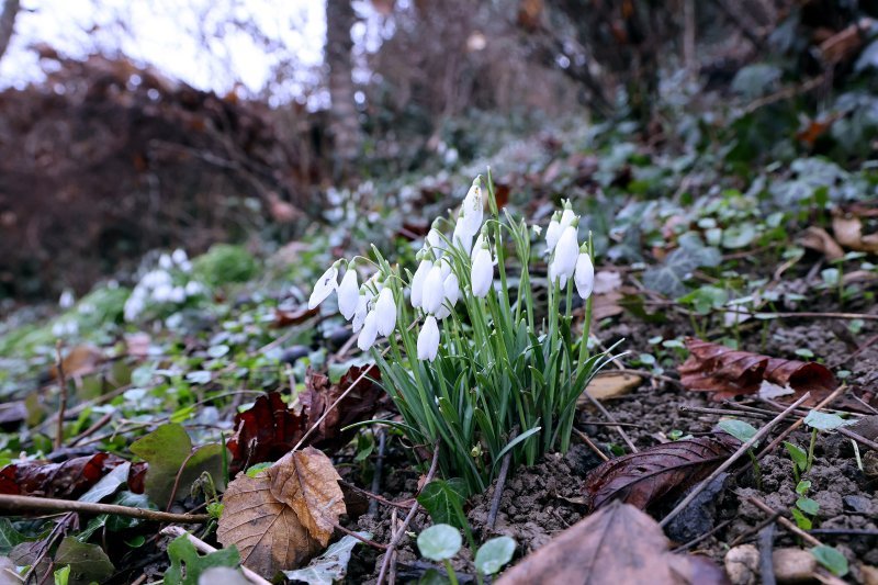 Visibabe osvojile južne padine zagrebačkog Gornjeg grada