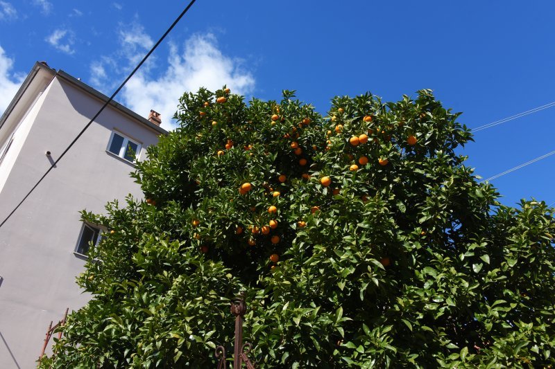 Pula: Stablo naranče u centru grada čeka berbu