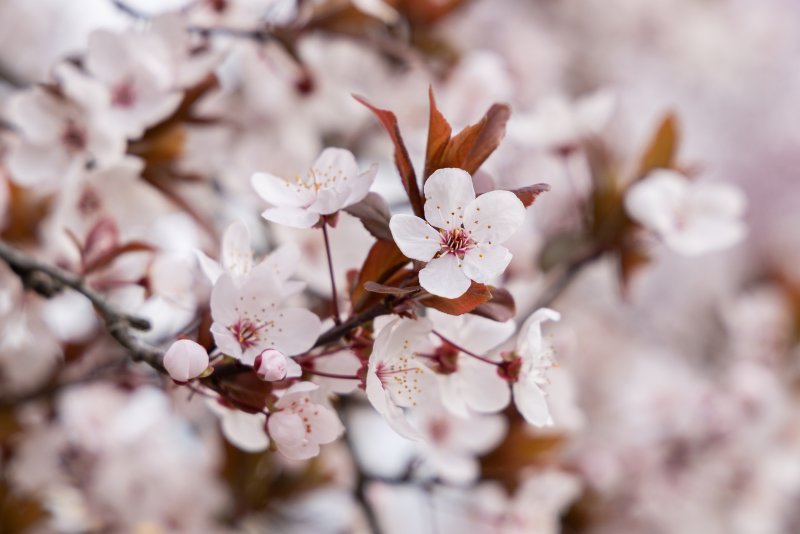 Osijek: Procvjetalo drveće u Parku kralja Petra Krešimira IV
