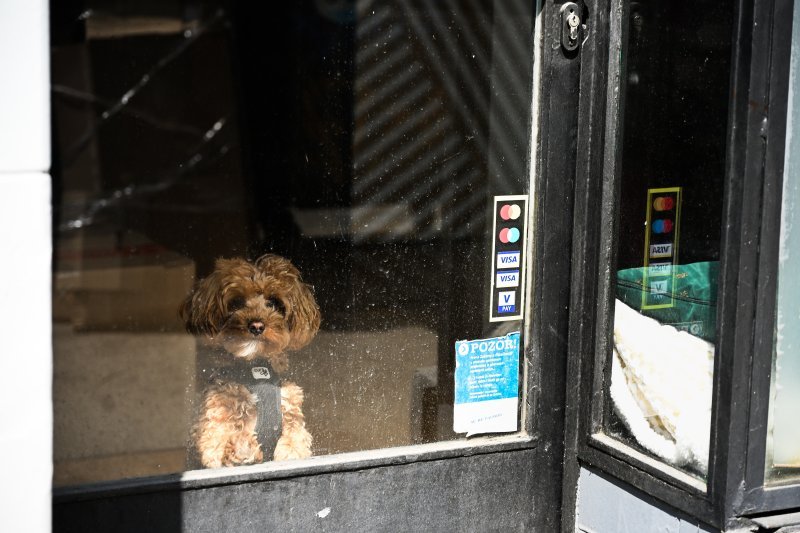 Zagreb: Pas čeka vlasnicu u salonu za uljepšavanje