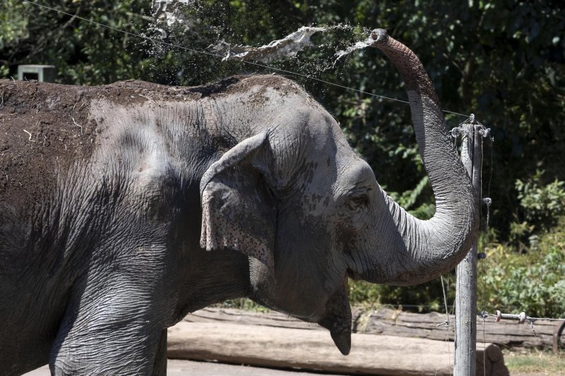 Životinje u rimskom zoološkom vrtu uslijed toplinskog vala