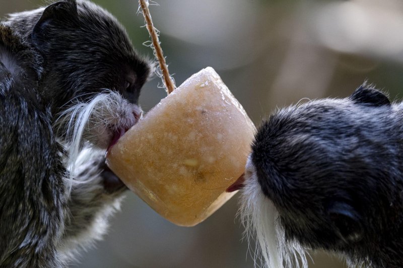 Životinje u rimskom zoološkom vrtu uslijed toplinskog vala
