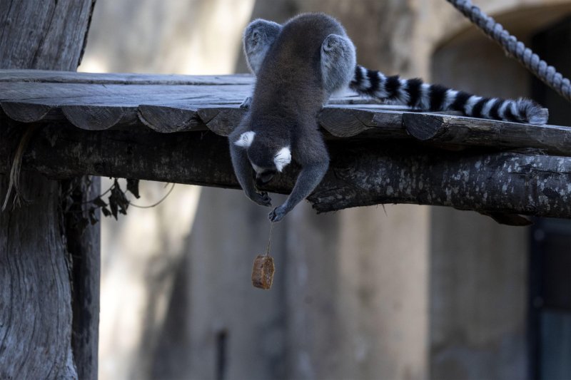 Životinje u rimskom zoološkom vrtu uslijed toplinskog vala