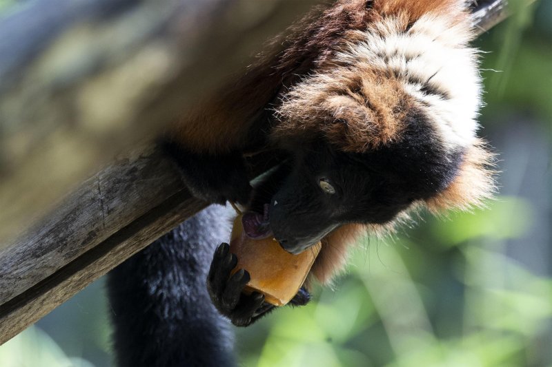 Životinje u rimskom zoološkom vrtu uslijed toplinskog vala
