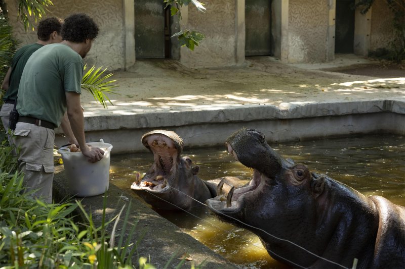 Životinje u rimskom zoološkom vrtu uslijed toplinskog vala